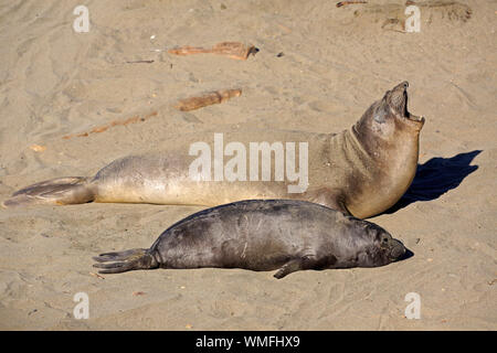 Northern Elephant Seal, Weibchen mit Jungen, Piedras Blancas Rookery, San Simeon, San Luis Obispo County, Kalifornien, USA, (Mirounga leonina angustirostris) Stockfoto