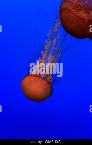 Meer Nesseln, Monterey, Kalifornien, Nordamerika, USA, (Chrysaora Fuscescens) Stockfoto