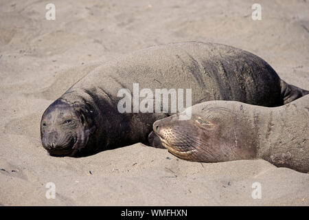 Northern Elephant Seal, Weibchen mit Jungen, Piedras Blancas Rookery, San Simeon, San Luis Obispo County, Kalifornien, USA, (Mirounga leonina angustirostris) Stockfoto