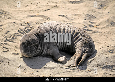 Northern Elephant Seal, Junge, Piedras Blancas Rookery, San Simeon, San Luis Obispo County, Kalifornien, Nordamerika, USA, (Mirounga leonina angustirostris) Stockfoto