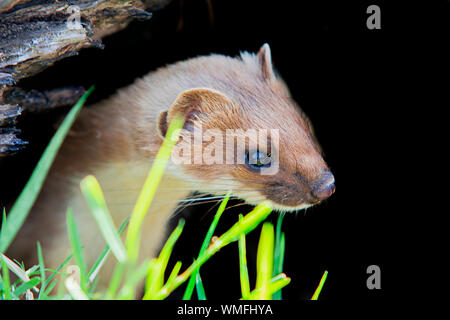 Weasel, Britische Säugetier klettern Anmelden Stockfoto