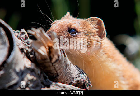 Weasel, Britische Säugetier klettern Anmelden Stockfoto