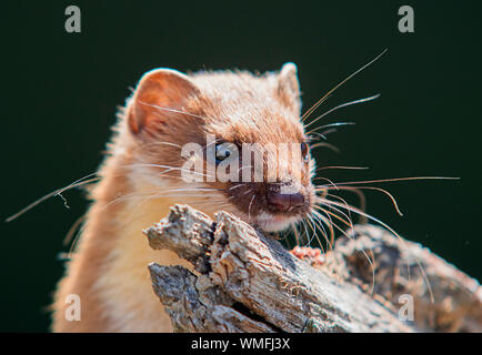 Weasel, Britische Säugetier klettern Anmelden Stockfoto