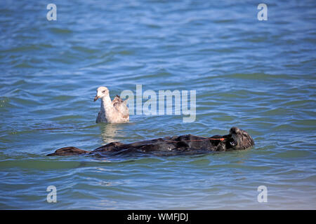 Sea Otter, nach Fütterung mit Fett Gastwirt Wurm, Elkhorn Slough, Monterey, Kalifornien, Nordamerika, USA, (Enhydra lutris), (Urechis caupo) Stockfoto