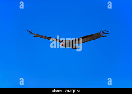 Truthahngeier, erwachsenen Fliegen, Monterey, Kalifornien, Nordamerika, USA, (Cathartes Aura) Stockfoto