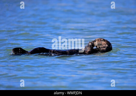 Sea Otter, Erwachsene, Elkhorn Slough, Monterey, Kalifornien, Nordamerika, USA, (Enhydra lutris) Stockfoto