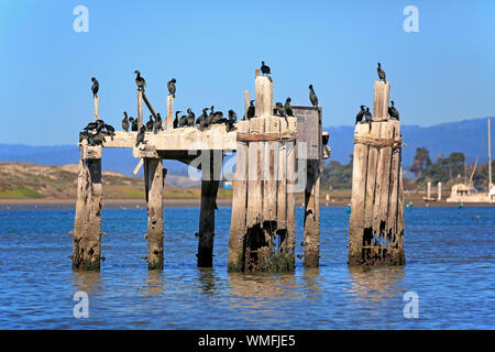 Brandts Kormoran, Erwachsene, Monterey, Kalifornien, Nordamerika, USA, (Anser penicillatus) Stockfoto