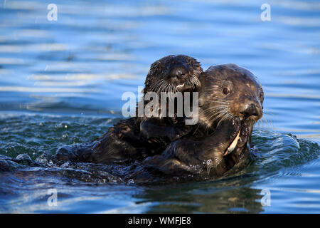 Sea Otter, Erwachsene mit Jungen, Elkhorn Slough, Monterey, Kalifornien, Nordamerika, USA, (Enhydra lutris) Stockfoto