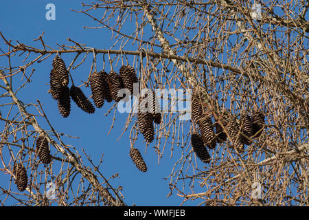 Tot Fichte, Schwaebisch Hall, Hohenlohe, baden-württemberg, Heilbronn - Franken, Deutschland, (Pinus sylvestris) Stockfoto