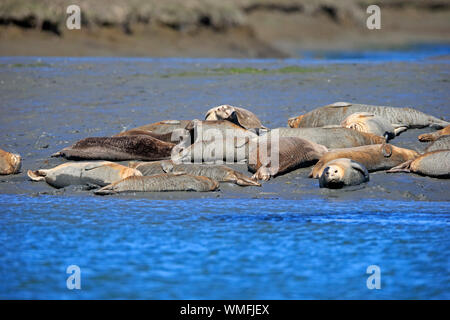 Gemeinsame See, erwachsene Gruppe am Ufer, Elkhorn Slough, Monterey, Kalifornien, Nordamerika, USA, (Phoca vitulina) Stockfoto