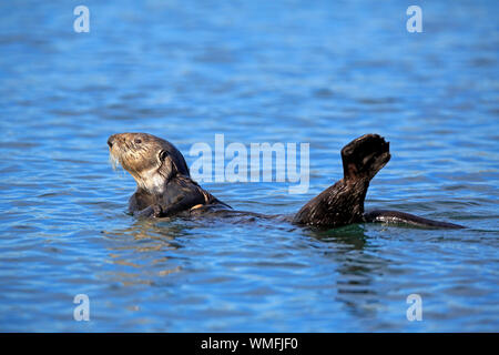 Sea Otter, Erwachsene, Elkhorn Slough, Monterey, Kalifornien, Nordamerika, USA, (Enhydra lutris) Stockfoto