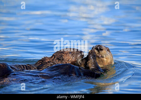 Sea Otter, Erwachsene mit Jungen, Elkhorn Slough, Monterey, Kalifornien, Nordamerika, USA, (Enhydra lutris) Stockfoto