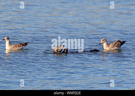 Sea Otter, Erwachsene mit westlichen Möwe in Nicht Zucht Gefieder, Elkhorn Slough, Monterey, Kalifornien, USA, (Enhydra lutris), (Larus occidentalis) Stockfoto