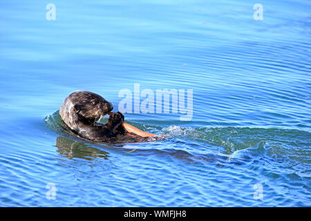 Sea Otter, nach Fütterung mit Fett Gastwirt Wurm, Elkhorn Slough, Monterey, Kalifornien, Nordamerika, USA, (Enhydra lutris), (Urechis caupo) Stockfoto