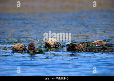 Sea Otter, Gruppe von Erwachsenen, die Elkhorn Slough, Monterey, Kalifornien, Nordamerika, USA, (Enhydra lutris) Stockfoto