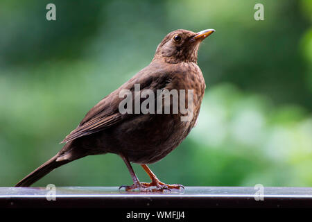 Blackbird, Ahrensburg, Schleswig-Holstein, Deutschland, (Turdus merula) Stockfoto