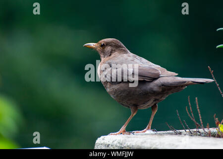 Blackbird, Ahrensburg, Schleswig-Holstein, Deutschland, (Turdus merula) Stockfoto