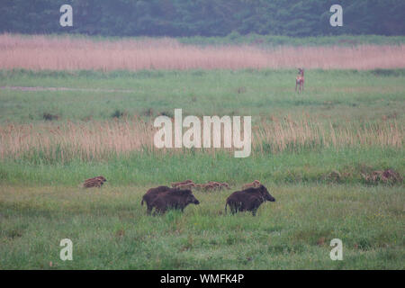 Wildschweine, Darss, Darsswald, Mecklenburg-Vorpommern, Deutschland, (Sus scrofa) Stockfoto