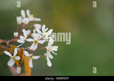 Shadbush, Nordrhein-Westfalen, Europa, (amelanchier) Stockfoto