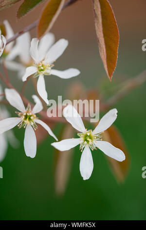 Shadbush, Nordrhein-Westfalen, Europa, (amelanchier) Stockfoto