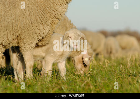 Hausschafe, Lamm zwischen Müttern Beine Stockfoto