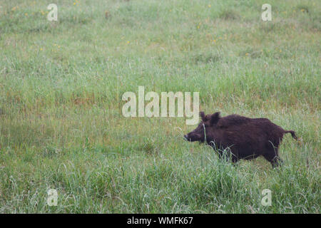 Wildschwein, Darss, Darsswald, Mecklenburg-Vorpommern, Deutschland, (Sus scrofa) Stockfoto