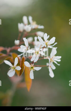 Shadbush, Nordrhein-Westfalen, Europa, (amelanchier) Stockfoto