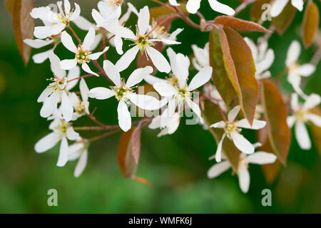 Shadbush, Nordrhein-Westfalen, Europa, (amelanchier) Stockfoto