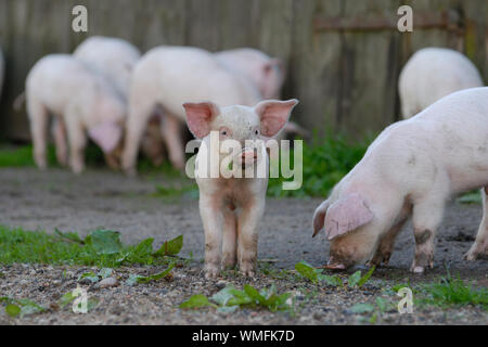 Hausschwein, glückliche Ferkel Stockfoto