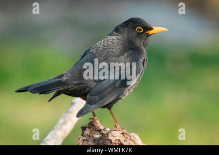 Gemeinsame Blackbird, männlich, (Turdus merula) Stockfoto