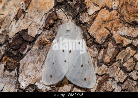 Musselin Motte (Diaphora mendica) Stockfoto