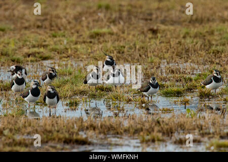 Northern Kiebitze (Vanellus vanellus) Stockfoto