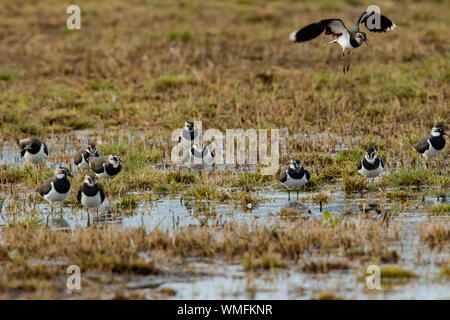 Northern Kiebitze (Vanellus vanellus) Stockfoto