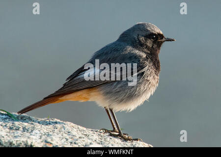 Black Redstart (Phoenicurus, männlich, ochruros) Stockfoto