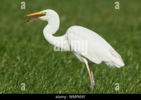 Silberreiher, (Ardea alba) Stockfoto