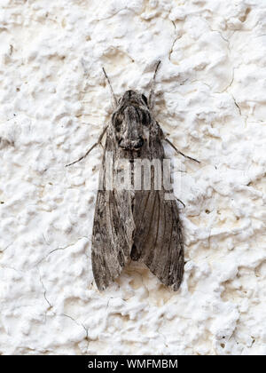 Motte, dorsalansicht. Agrius convolvuli, convolvulus Hawk-moth. Stockfoto