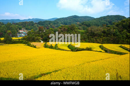 Ein kleines Reisfeld, das gelb wird, von der Spitze eines Bergdorfes aus gesehen Stockfoto