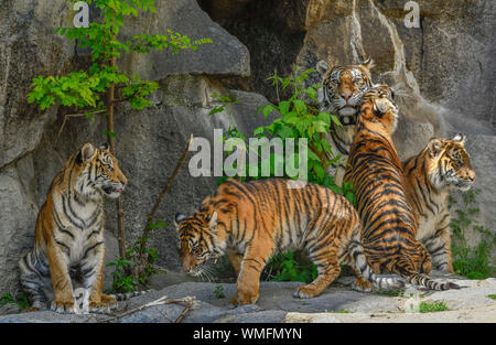 Sumatra-Tigerin Mayang und Jungtiere, Tierpark, Friedrichsfelde, Lichtenberg, Berlin, Deutschland Stockfoto