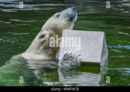 Eisbaerin Tonja, Eisbaerenanlage, Tierpark, Friedrichsfelde, Lichtenberg, Berlin, Deutschland Stockfoto