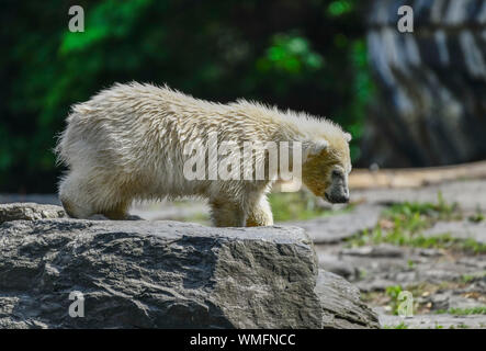 Hertha, Eisbaerenkind Eisbaerenanlage, Tierpark, Friedrichsfelde, Lichtenberg, Berlin, Deutschland Stockfoto