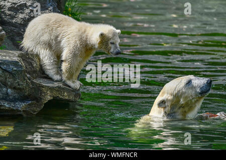 Eisbaerin Tonja und Jungtier Hertha, Eisbaerenanlage, Tierpark, Friedrichsfelde, Lichtenberg, Berlin, Deutschland Stockfoto