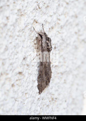 Motte, Seitenansicht. Agrius convolvuli, convolvulus Hawk-moth. Lebendig, an der Wand. Stockfoto