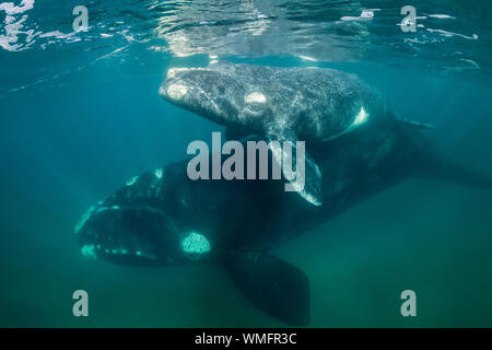 Southern Right Whale, Eubalaena australis, und ihr Kalb in den flachen geschützten Gewässern des Nuevo Golf, die Halbinsel Valdes, Argentinien. Stockfoto