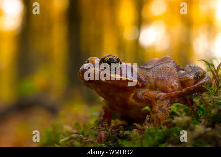 Gemeinsame europäische braun Frosch, (Rana temporaria), Wedendorf, Mecklenburg-Vorpommern, Deutschland Stockfoto