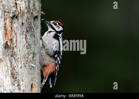 Buntspecht (Dendrocopos major), jungen Vogel, Mecklenburg-Vorpommern, Deutschland Stockfoto