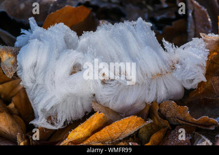 Bart Haar Reif, Frost, Eis wolle, Totholz, Kristallisieren, Kristalle, Freeze, Naturphänomen, Mecklenburg-Vorpommern, Deutschland Stockfoto