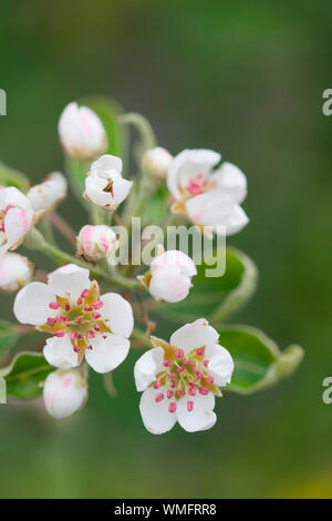 Birne, Nordrhein-Westfalen, Deutschland, Europa, (Pyrus) Stockfoto