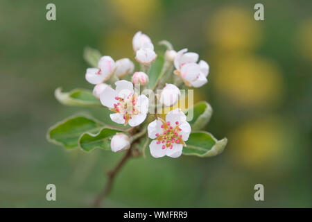 Birne, Nordrhein-Westfalen, Deutschland, Europa, (Pyrus) Stockfoto