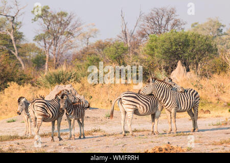 Steppenzebras, Moremi Game Reserve, Okavango Delta, Botswana, Afrika (Equus quagga) Stockfoto