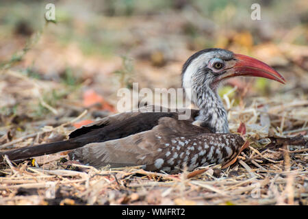 Rotschnabeltoko, Moremi Game Reserve, Botswana, Afrika (Tockus erythrorhynchus) Stockfoto